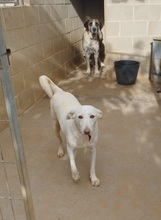 WHITE, Hund, Mischlingshund in Spanien - Bild 12