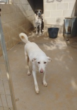 WHITE, Hund, Mischlingshund in Spanien - Bild 14