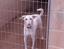 WHITE, Hund, Mischlingshund in Spanien - Bild 2