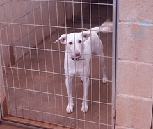 WHITE, Hund, Mischlingshund in Spanien - Bild 3