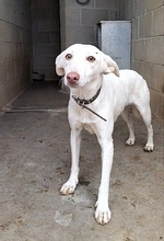 WHITE, Hund, Mischlingshund in Spanien - Bild 4