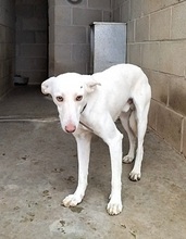 WHITE, Hund, Mischlingshund in Spanien - Bild 6