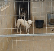 WHITE, Hund, Mischlingshund in Spanien - Bild 9