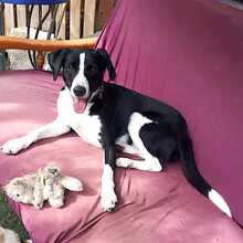 COCO, Hund, Labrador-Mix in Gronau