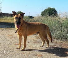 TOBY, Hund, Mischlingshund in Spanien - Bild 1