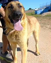 TOBY, Hund, Mischlingshund in Spanien - Bild 3