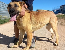 TOBY, Hund, Mischlingshund in Spanien - Bild 4