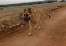 TOBY, Hund, Mischlingshund in Spanien - Bild 5