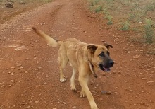 TOBY, Hund, Mischlingshund in Spanien - Bild 6