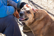 JARO, Hund, Mischlingshund in Kroatien - Bild 4