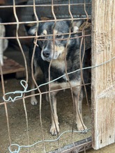 RICO, Hund, Mischlingshund in Rumänien - Bild 1