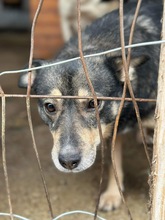 RICO, Hund, Mischlingshund in Rumänien - Bild 2