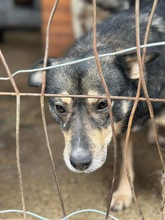 RICO, Hund, Mischlingshund in Rumänien - Bild 3