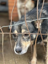 RICO, Hund, Mischlingshund in Rumänien - Bild 5