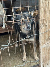 RICO, Hund, Mischlingshund in Rumänien - Bild 6