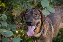 FREDDY, Hund, Mischlingshund in Kroatien - Bild 1