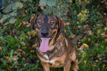 FREDDY, Hund, Mischlingshund in Kroatien - Bild 2