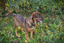 FREDDY, Hund, Mischlingshund in Kroatien - Bild 4