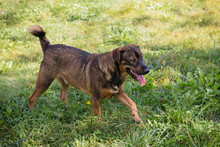 FREDDY, Hund, Mischlingshund in Kroatien - Bild 5