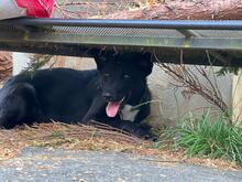 BLUE, Hund, Mischlingshund in Vielbach - Bild 10