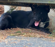 BLUE, Hund, Mischlingshund in Vielbach - Bild 11