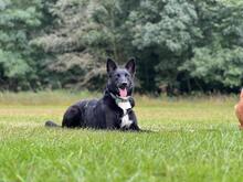 BLUE, Hund, Mischlingshund in Vielbach - Bild 3