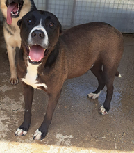 MATO, Hund, Mischlingshund in Kroatien - Bild 10