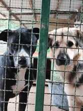 MATO, Hund, Mischlingshund in Kroatien - Bild 12