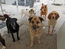 WILLI, Hund, Segugio Italiano-Mix in Italien - Bild 5