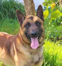 MALI, Hund, Malinois-Mix in Spanien