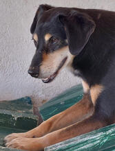 EDDIE, Hund, Mischlingshund in Portugal - Bild 6