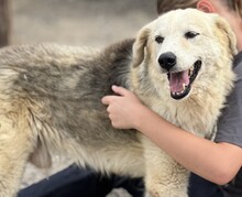 HERMES, Hund, Mischlingshund in Griechenland - Bild 1