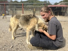 HERMES, Hund, Mischlingshund in Griechenland - Bild 3