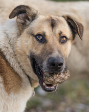 SRECKO, Hund, Mischlingshund in Kroatien - Bild 10