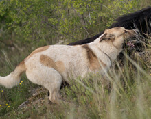 SRECKO, Hund, Mischlingshund in Kroatien - Bild 11