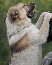 SRECKO, Hund, Mischlingshund in Kroatien - Bild 13