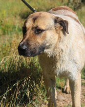 SRECKO, Hund, Mischlingshund in Kroatien - Bild 14