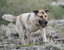 SRECKO, Hund, Mischlingshund in Kroatien - Bild 15