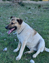 SRECKO, Hund, Mischlingshund in Kroatien - Bild 16