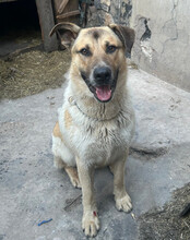 SRECKO, Hund, Mischlingshund in Kroatien - Bild 17