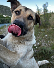 SRECKO, Hund, Mischlingshund in Kroatien - Bild 18