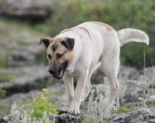 SRECKO, Hund, Mischlingshund in Kroatien - Bild 19