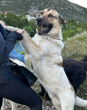 SRECKO, Hund, Mischlingshund in Kroatien - Bild 2