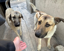 SRECKO, Hund, Mischlingshund in Kroatien - Bild 20