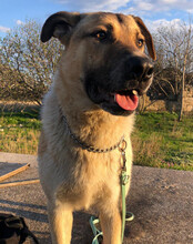 SRECKO, Hund, Mischlingshund in Kroatien - Bild 21