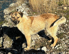 SRECKO, Hund, Mischlingshund in Kroatien - Bild 23