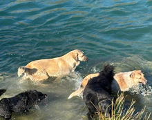 SRECKO, Hund, Mischlingshund in Kroatien - Bild 24