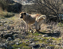 SRECKO, Hund, Mischlingshund in Kroatien - Bild 25