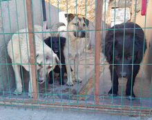 SRECKO, Hund, Mischlingshund in Kroatien - Bild 27