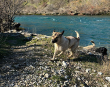 SRECKO, Hund, Mischlingshund in Kroatien - Bild 28